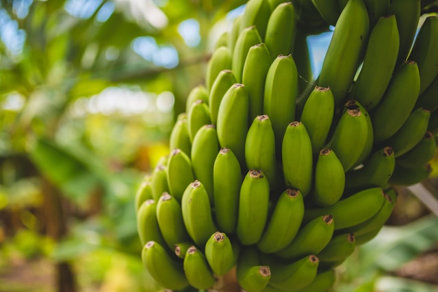 Cavendish G9 Banana - Premium Indian bananas exported to USA, Canada, UAE, Indonesia, Thailand, Russia, EU, Vietnam, Bangladesh, New Zealand.